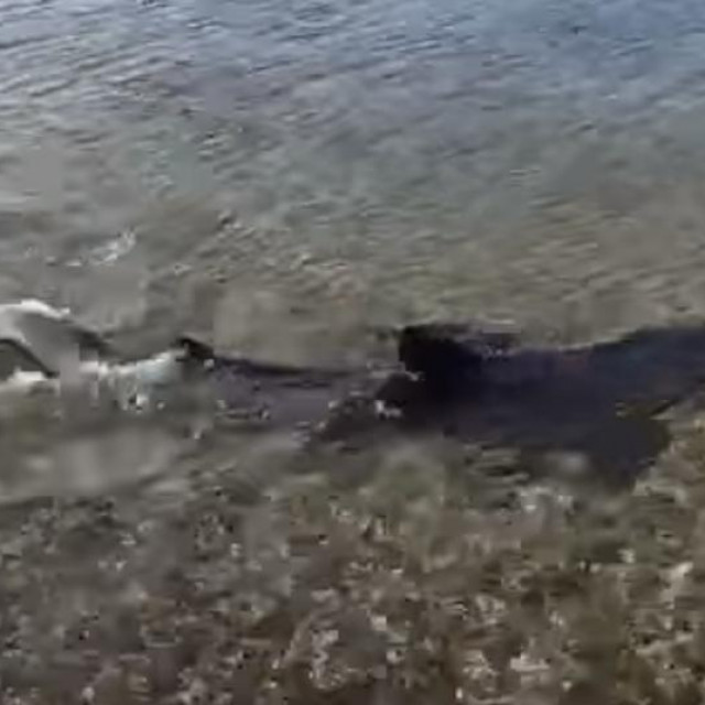 Morski pas snimljen u Pomeru