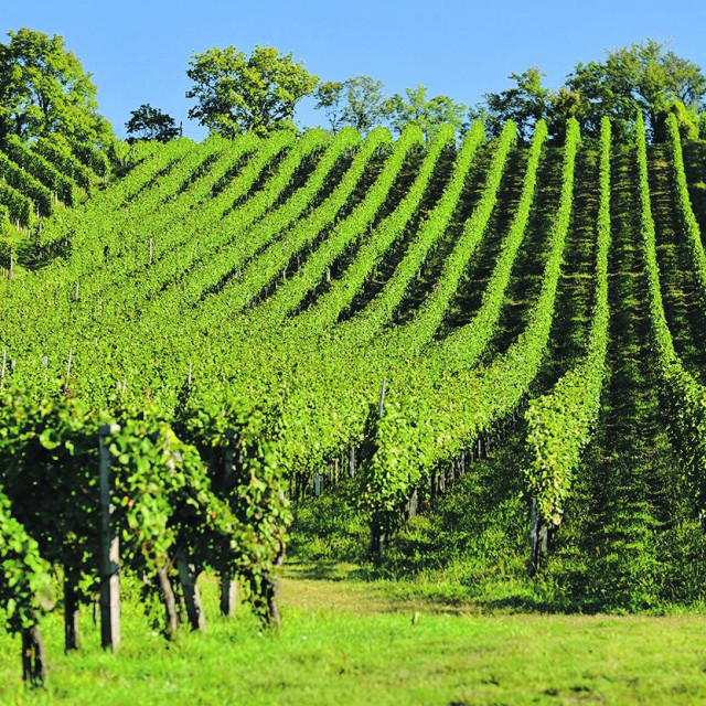 Vinogradi pleševičkih vinara