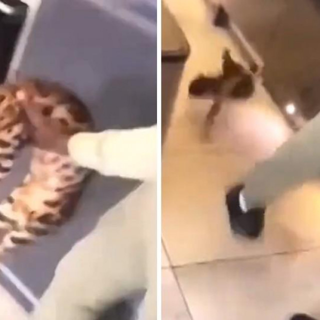 Kurt Zouma šutirao mačku