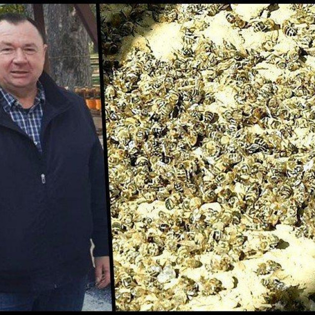 Pčelar Darko Novotni i pomrle pčele