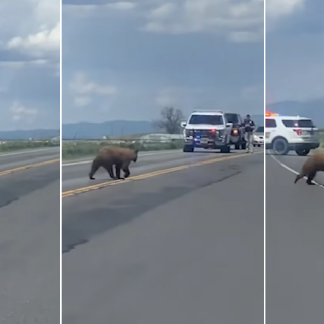 Screenshot incidenta