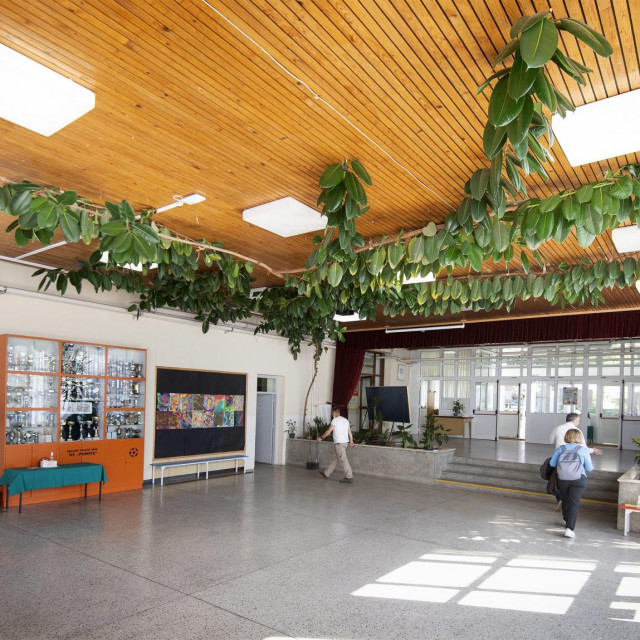 Najstariji fikus u OŠ Plokite u Splitu