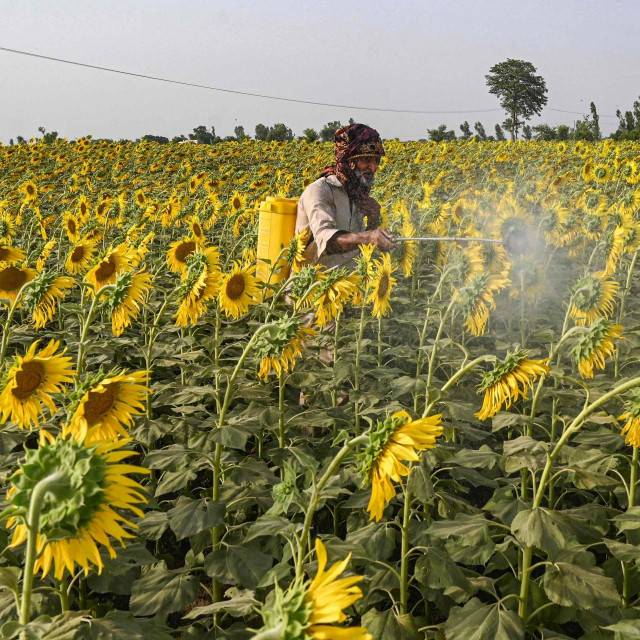 Špricanje pesticida na polju suncokreta