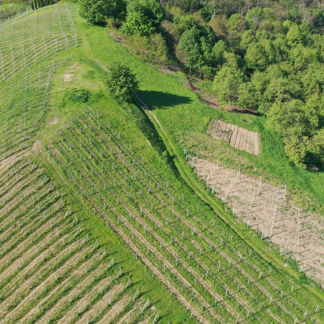 vinogradi lepoglava vina