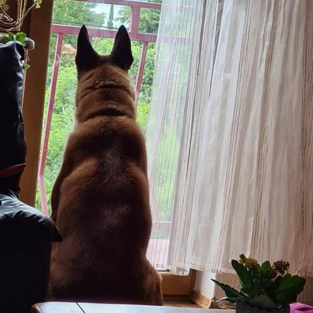 Argo gleda vraća li se vlasnik