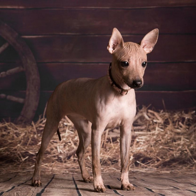 Američki bezdlaki terijer