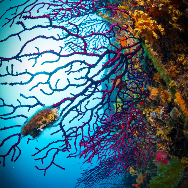 Ljubicasta gorgonija