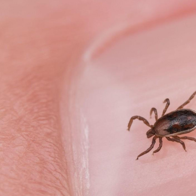 Krpelj, Ilustrativna fotografija