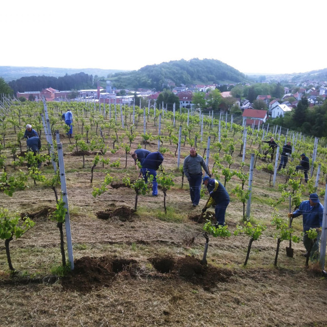 Zatvorenici u vinogradu