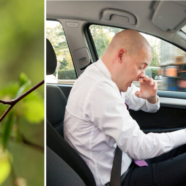 Alergija na pelud, vožnja