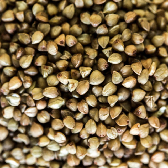 Heljda (Ilustracija)