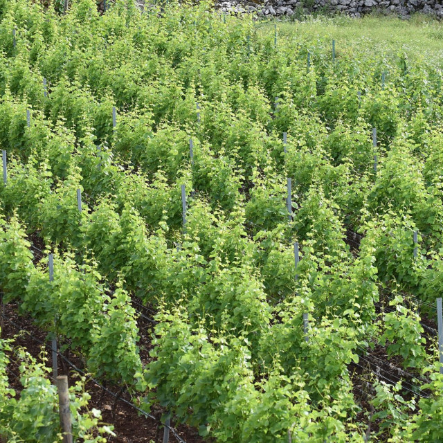 Vinograd/Ilustracija