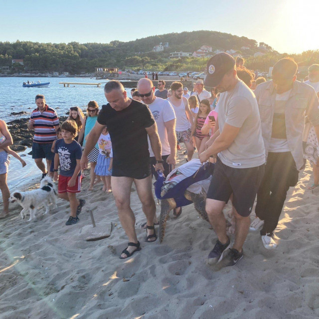 Puštanje kornjača u more