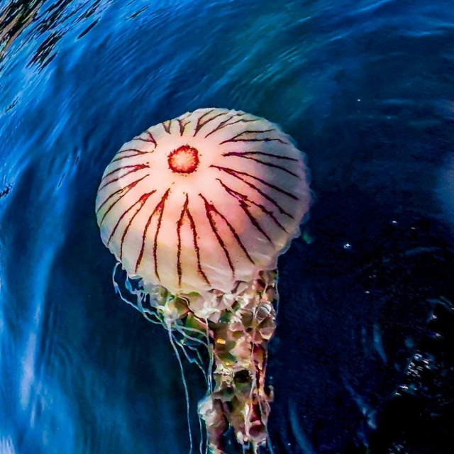 ilustrativna fotografija kompas meduze