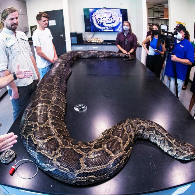 Uhvaćeni burmanski piton