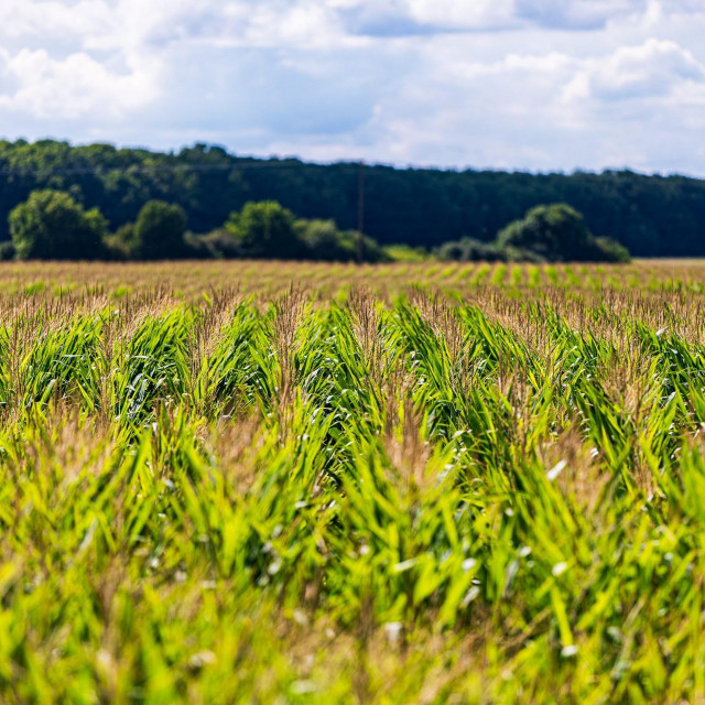 Distribucija i proizvodnja sjemena u Hrvatskoj obuhvaća gotovo sedam tisuća djelatnika