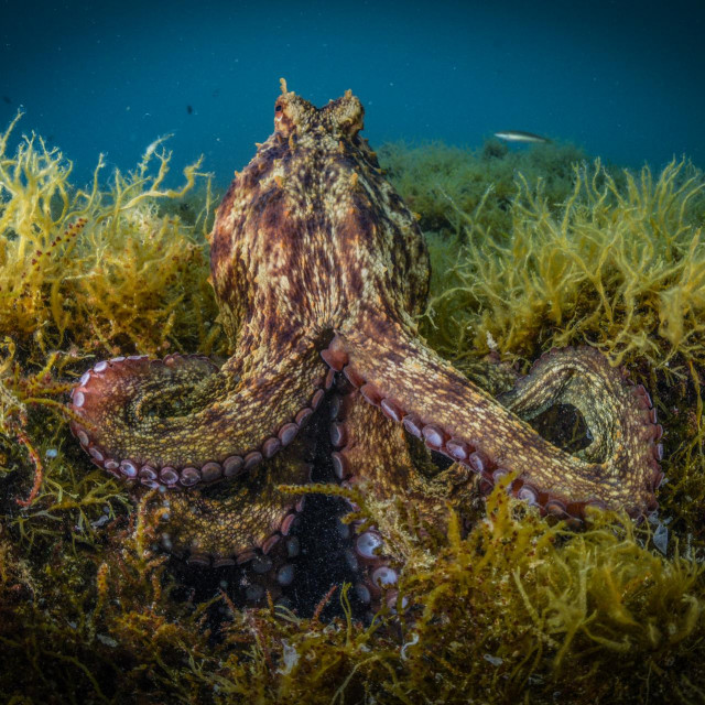 Ronilacki centar Mihuric, hobotnica pred svojom rupom