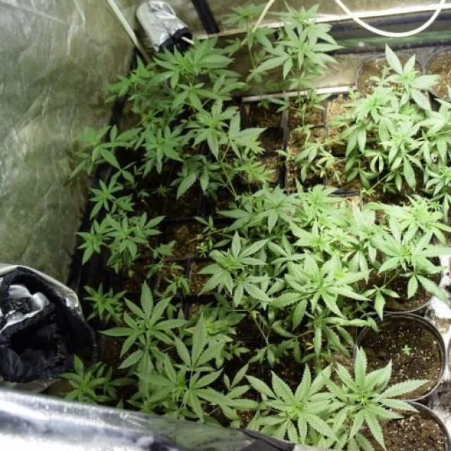 Pronađena marihuana
