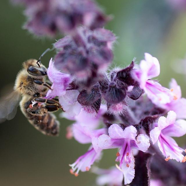 Cigla je u unutrašnjosti čvrsta, a s prednje strane ima šupljine u kojima pčele polažu svoja jaja, zatvarajući ulaz blatom ili sažvakanom vegatacijom 