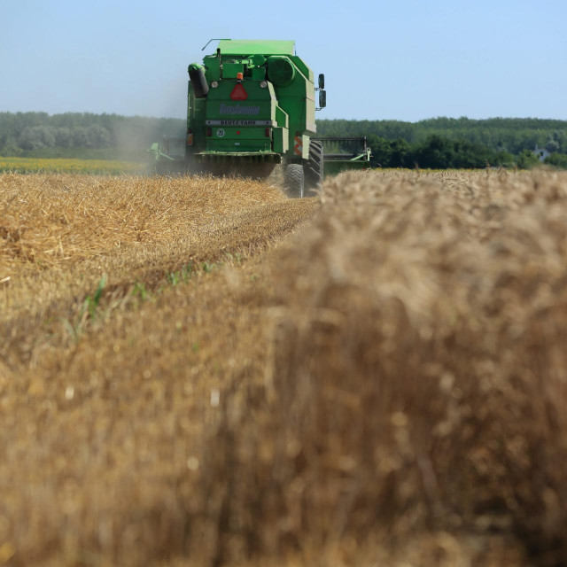 Žetva pšenice, ilustrativna fotografija