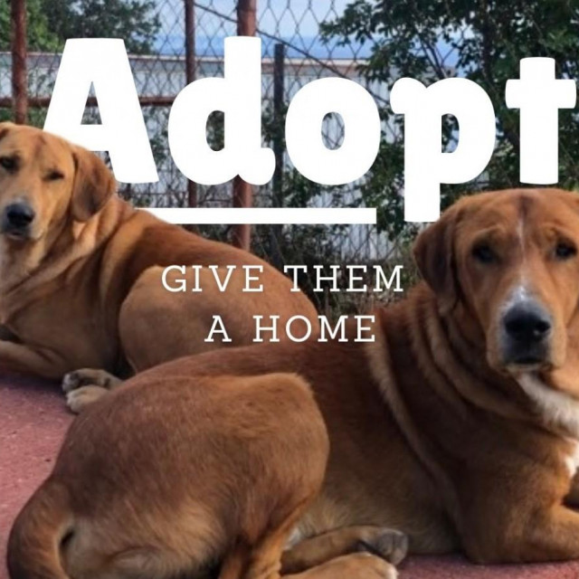 Adopt Žarkovica