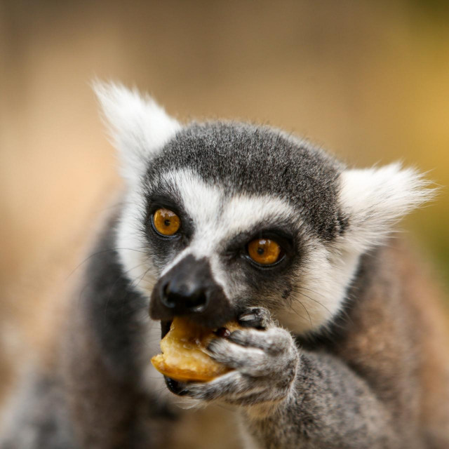 Prstenastorepi lemuri (Lemur catta)
