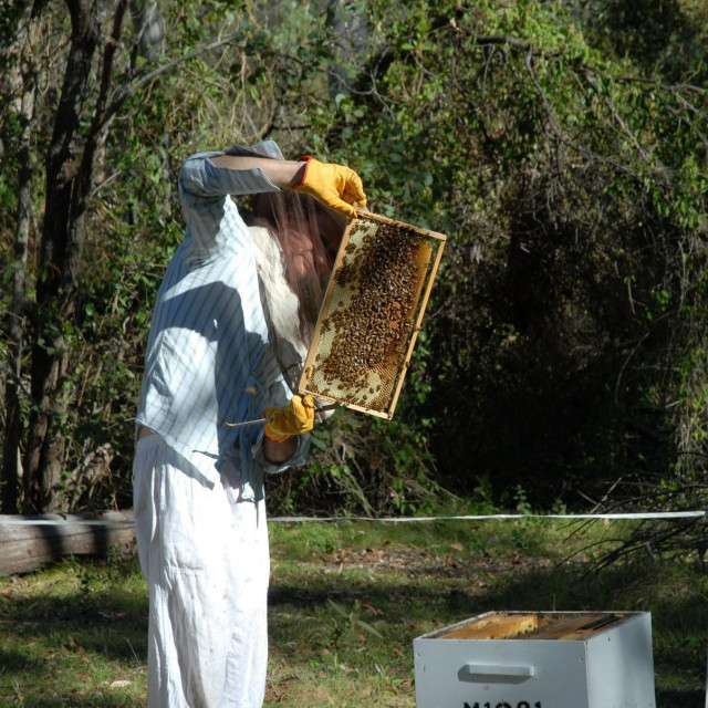 Farma pčela u Australiji