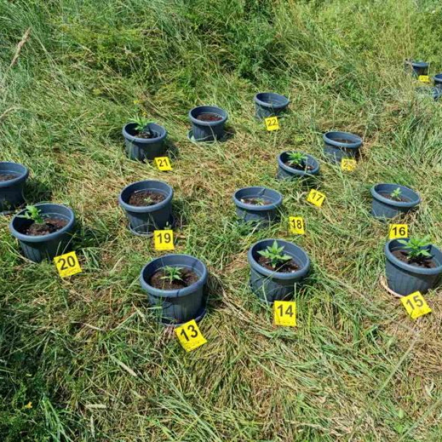 marihuana pronađena na području Križa