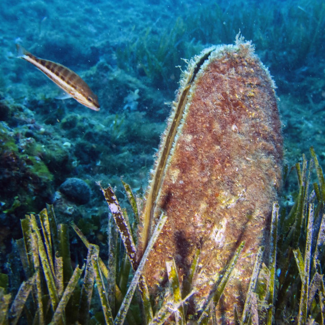 Plemenita periska/ilustracija