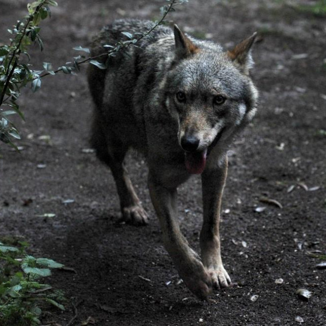 Ilustracija, vuk u Rimu