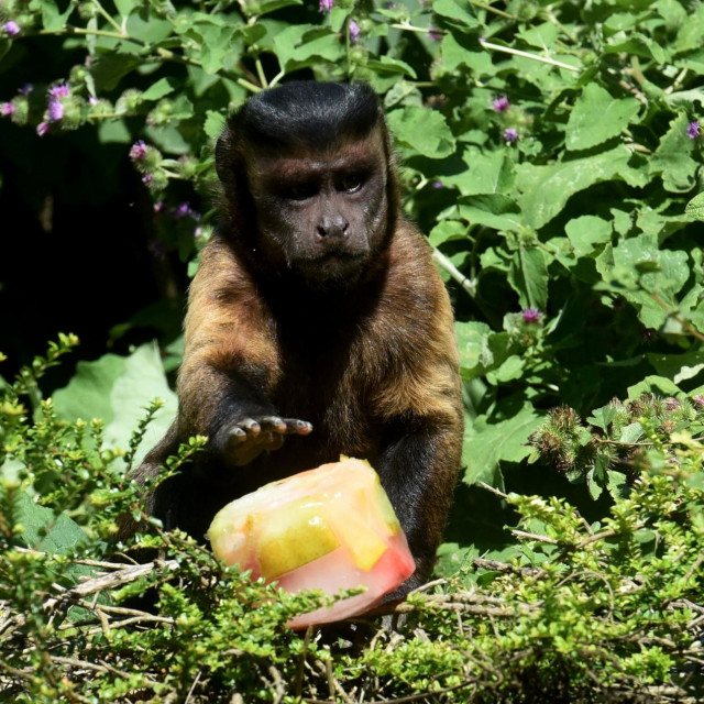 Majmun uživa u zaleđenom voću u zagrebačkom ZOO