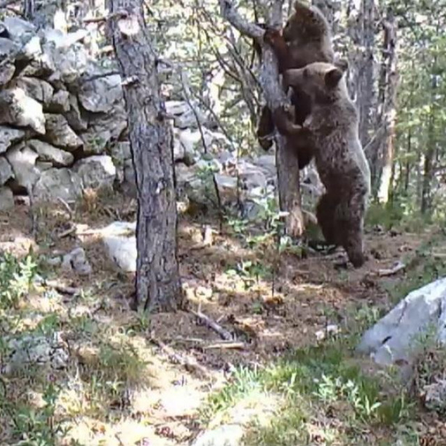 Medvjedi na Velebitu
 