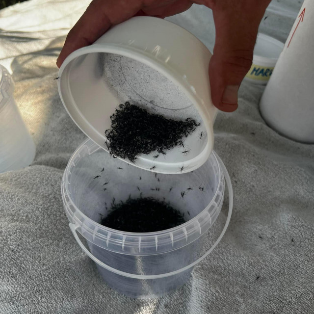 Puštanje sterilnih komaraca