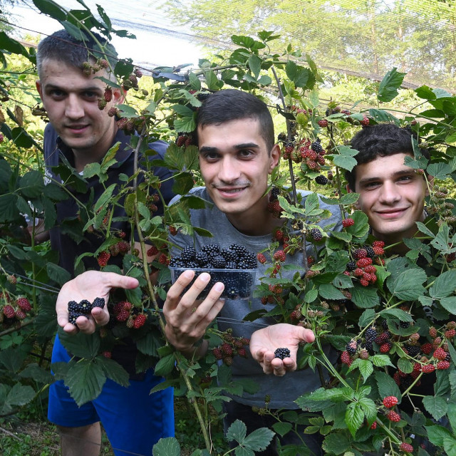 Alen Andrašević, Matija Andrašević, Robi Andrašević
 