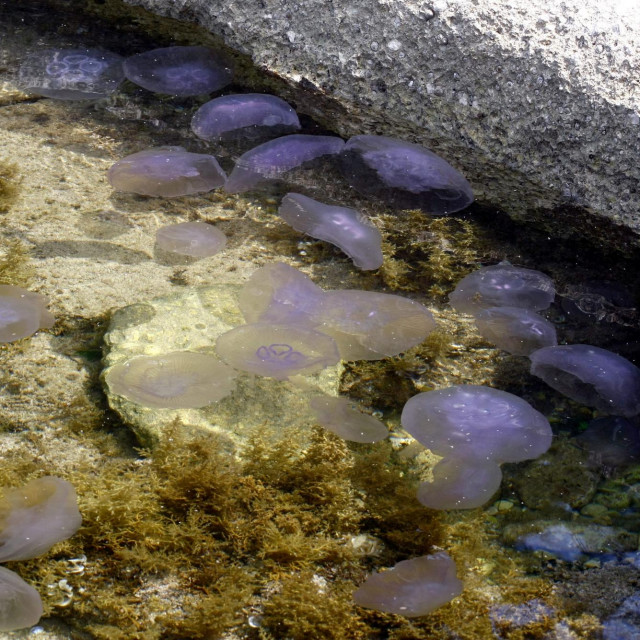 Meduze u Istri/Ilustracija