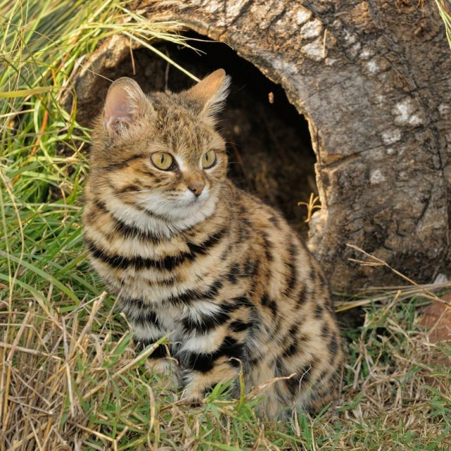 Gyra mačka