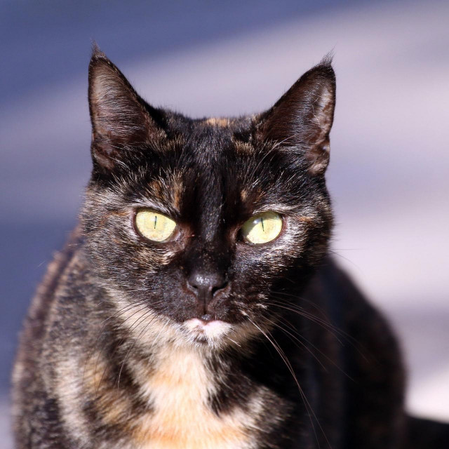 Jedna od mačaka koje žive u blizini knjižnice i koje su fotografkinji rado pozirale