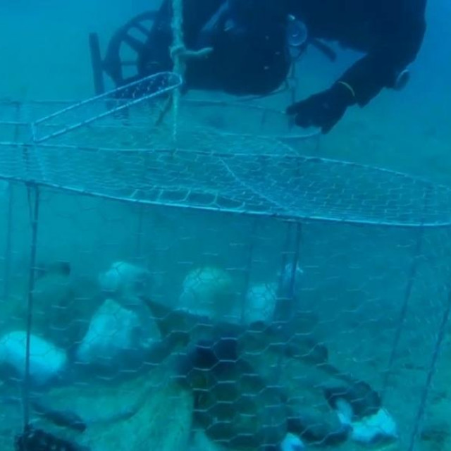 Spašavanje hobotnica