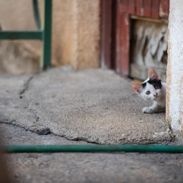 Neozlijeđeni mačić
