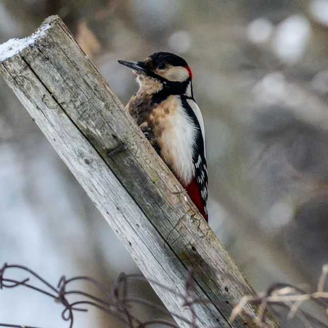 Djetlić potres mozga ne dobiva zbog veličine i oblika glave koja mu pomažu da udarce odbija