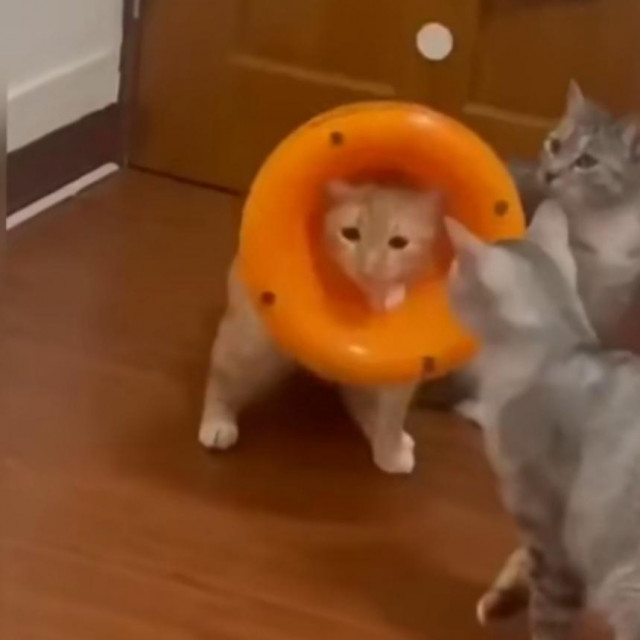 TikTok Screenshot