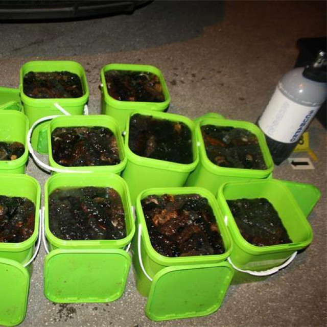 Krijumčari su ulovljene ježince, trpove i prstace stavljali u PVC posude te ih prebacivali do skladišta u Kaštel Starom i Kninu