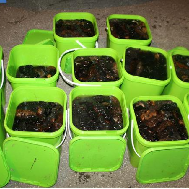 Morski trpovi zaplijenjeni početkom godine u Istri