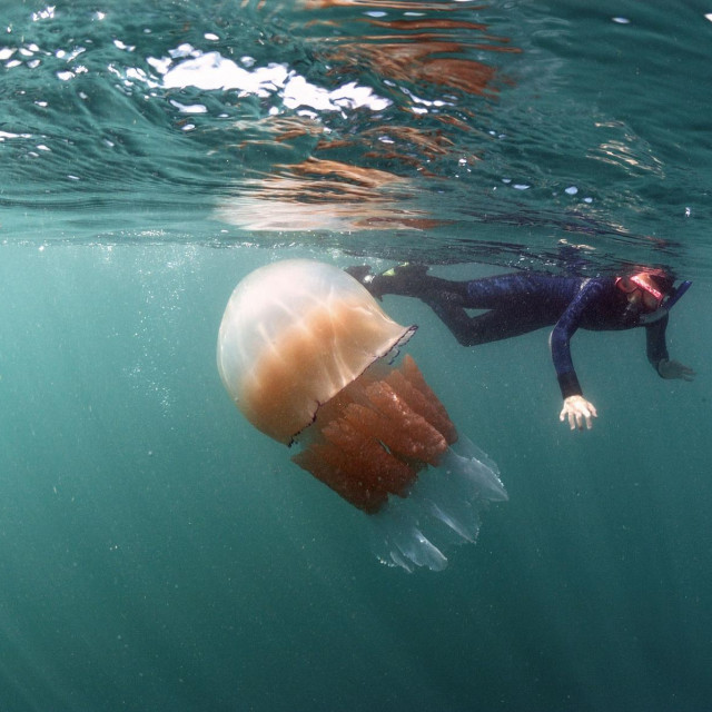 Ilustrativna fotografija morskih pluća (Rhizostoma pulmo)
