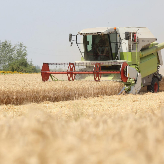 Žetva pšenice