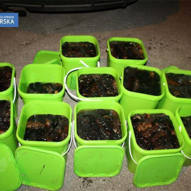 Trpovi zaplijenjeni u Istri početkom ove godine