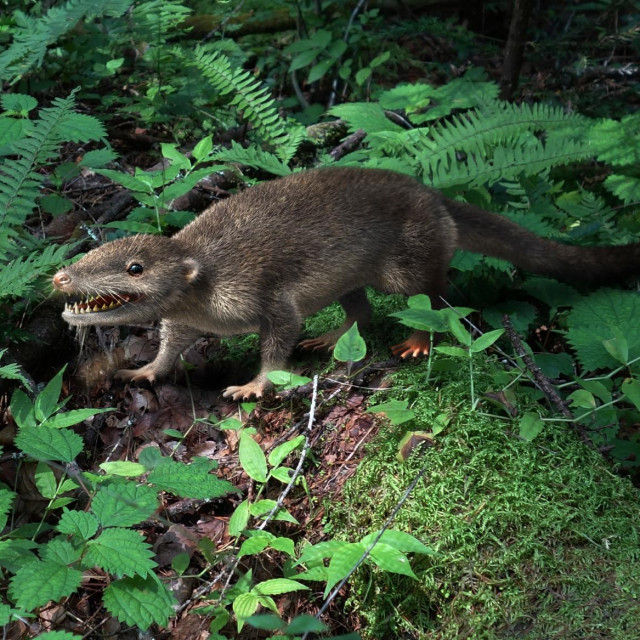Hipotetički predak sisavaca; ilustracija