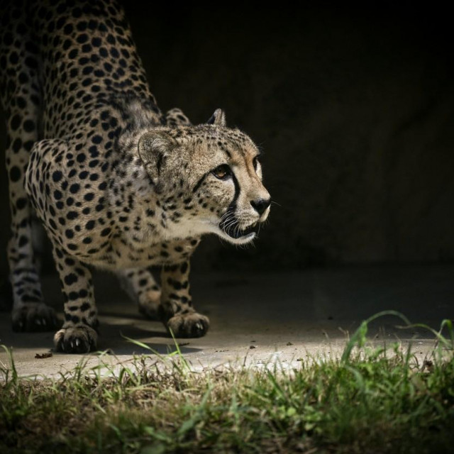Gepard