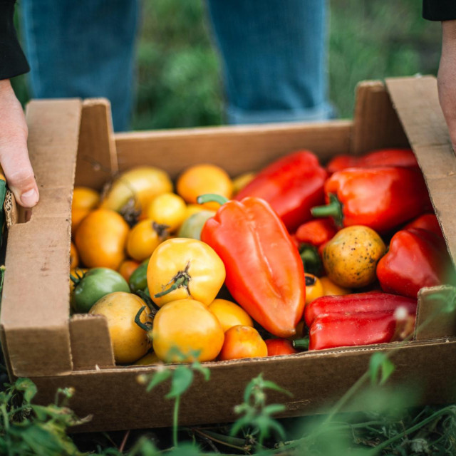 A Woman Harvests A Peppers and tomatoes From Her Garden