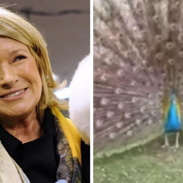 Kojoti ubili paunove Marthe Stewart